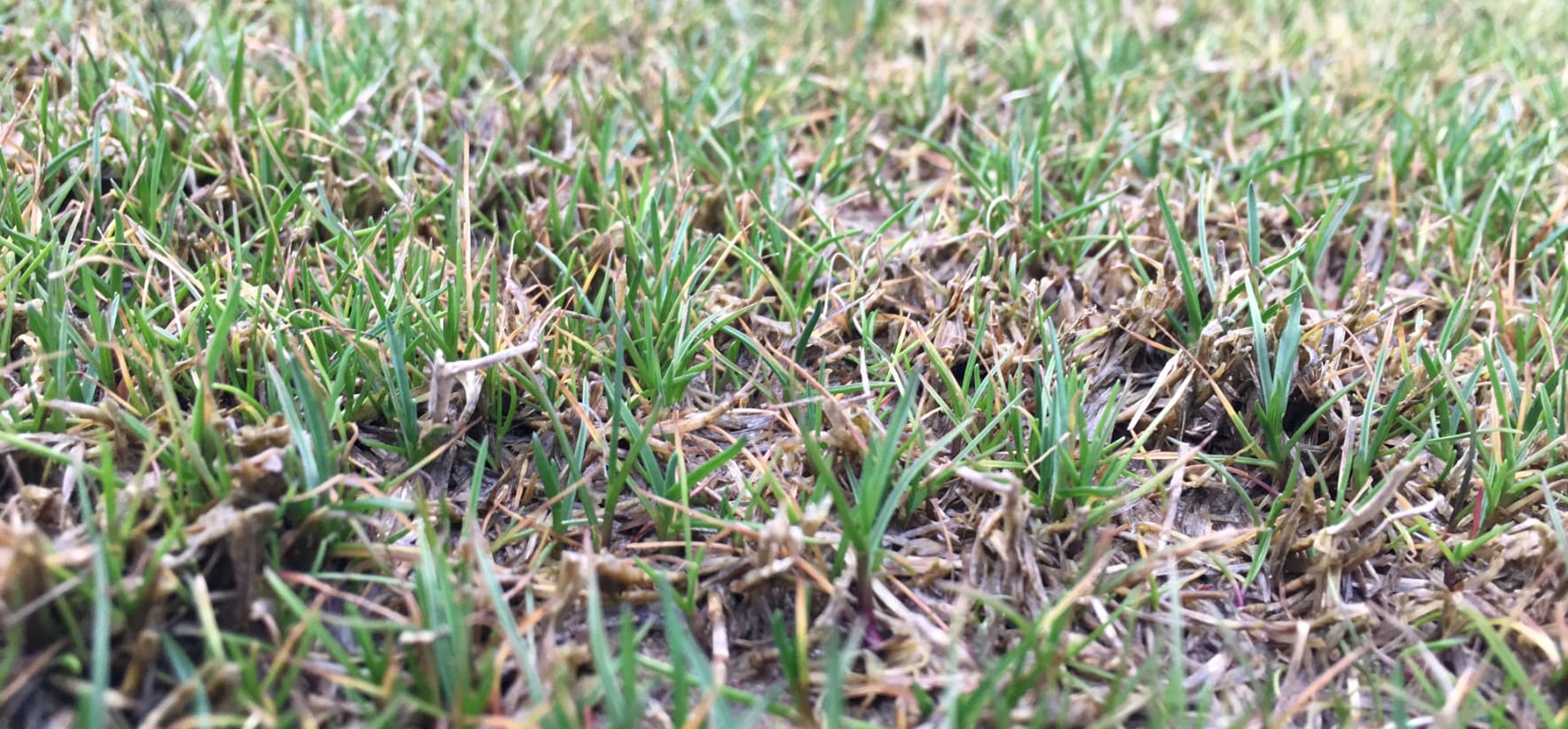 Bluemuda: A Marriage Between Kentucky Bluegrass and Bermudagrass