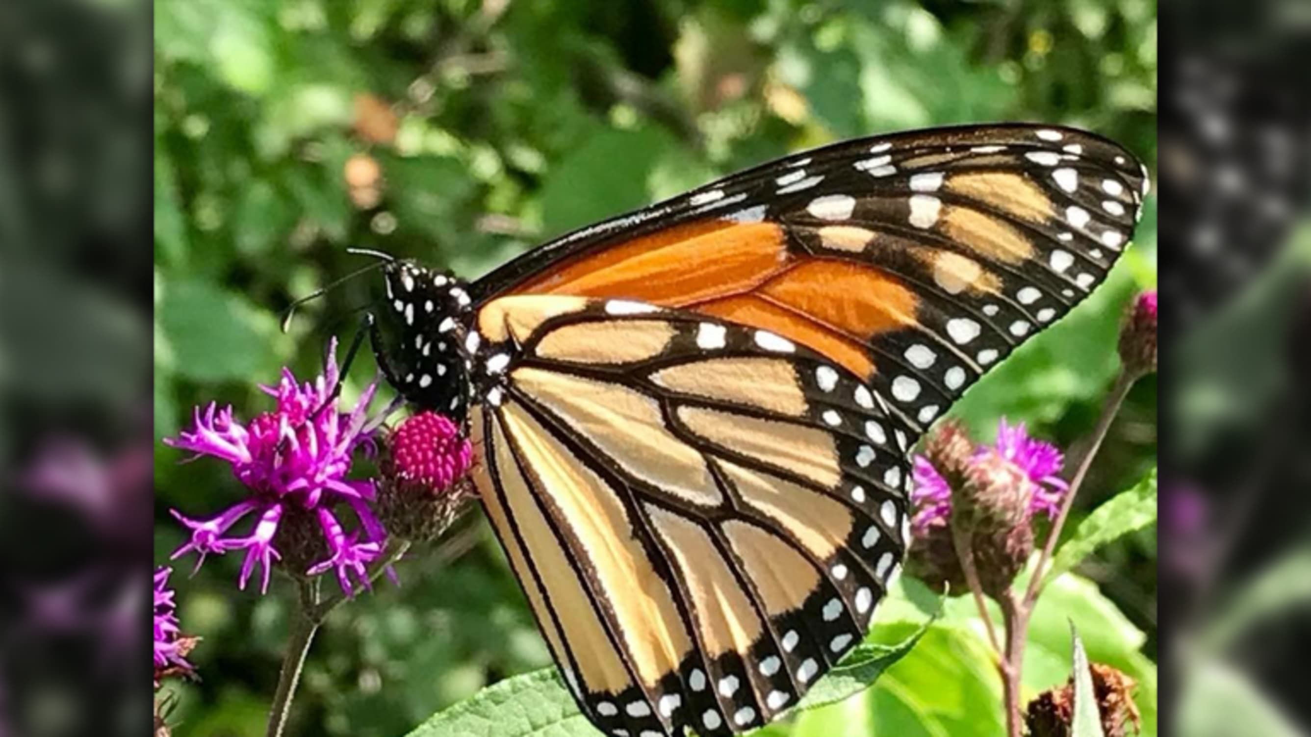 Establishing Monarch Butterfly Habitat On Golf Courses