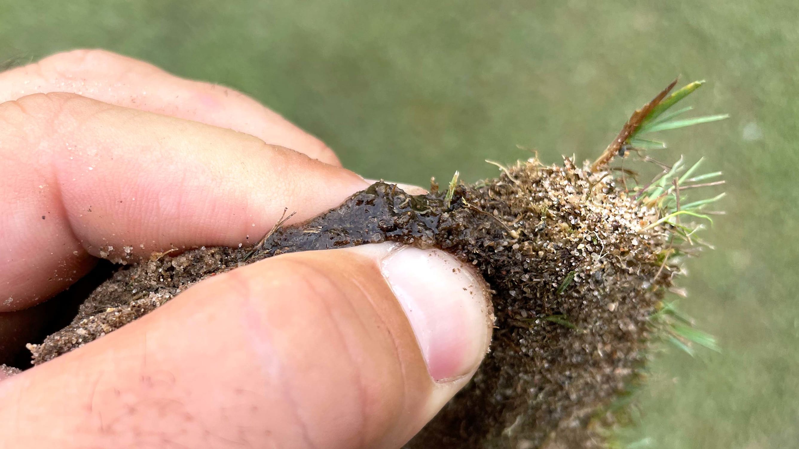 Celebration Bermuda grass soil