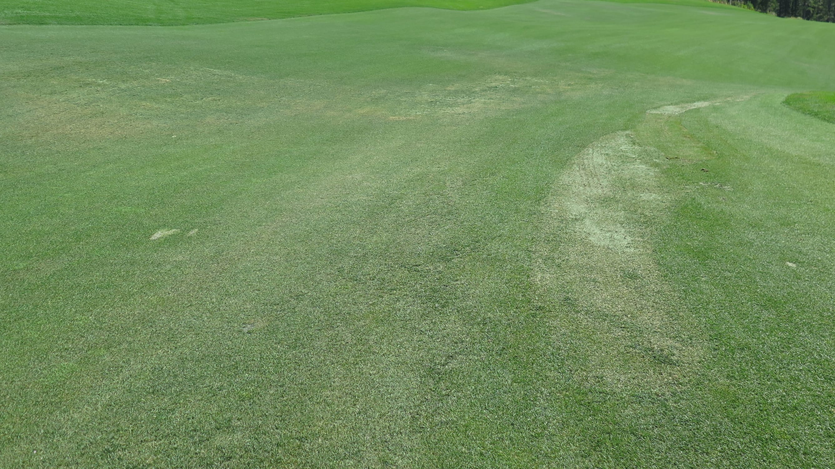 Recovery Tips After Winter Damage And A Short Growing Season