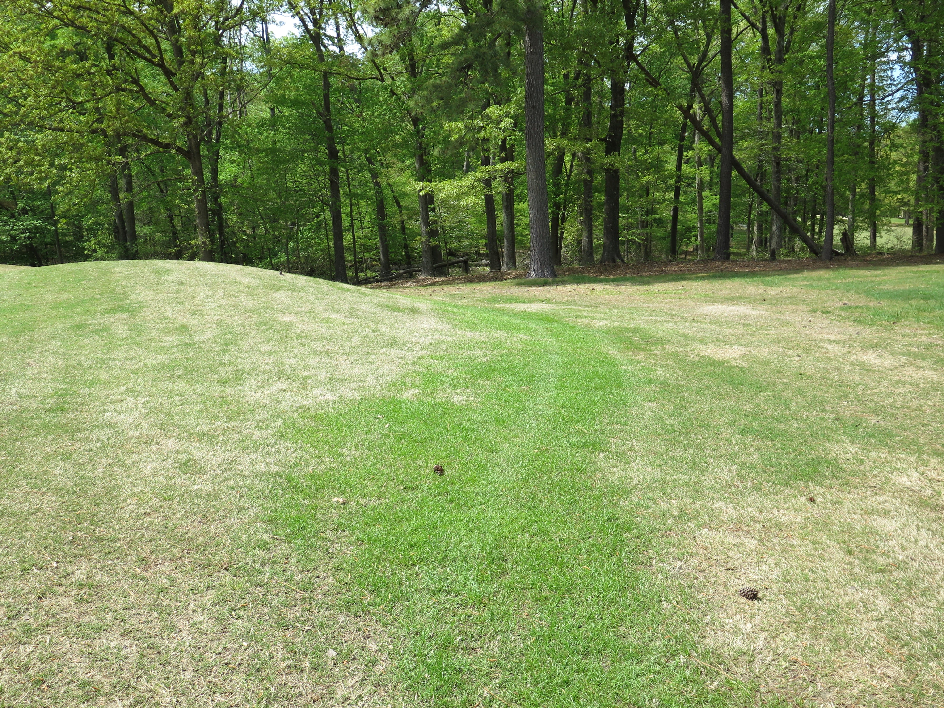 Nutsedge And Kyllinga Control Strategies
