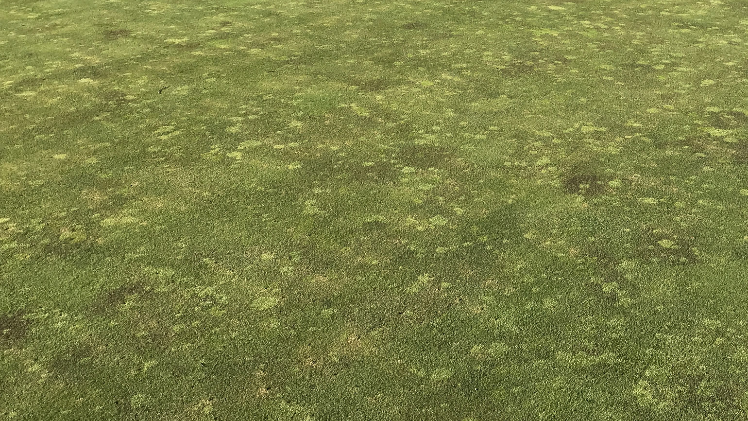 Winterizing Poa Annua Putting Greens