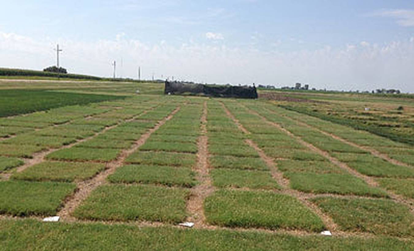 Early Weed Control Key To Buffalograss Improvement