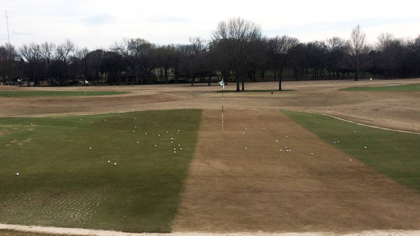 Zoysiagrass Putting Green Observations