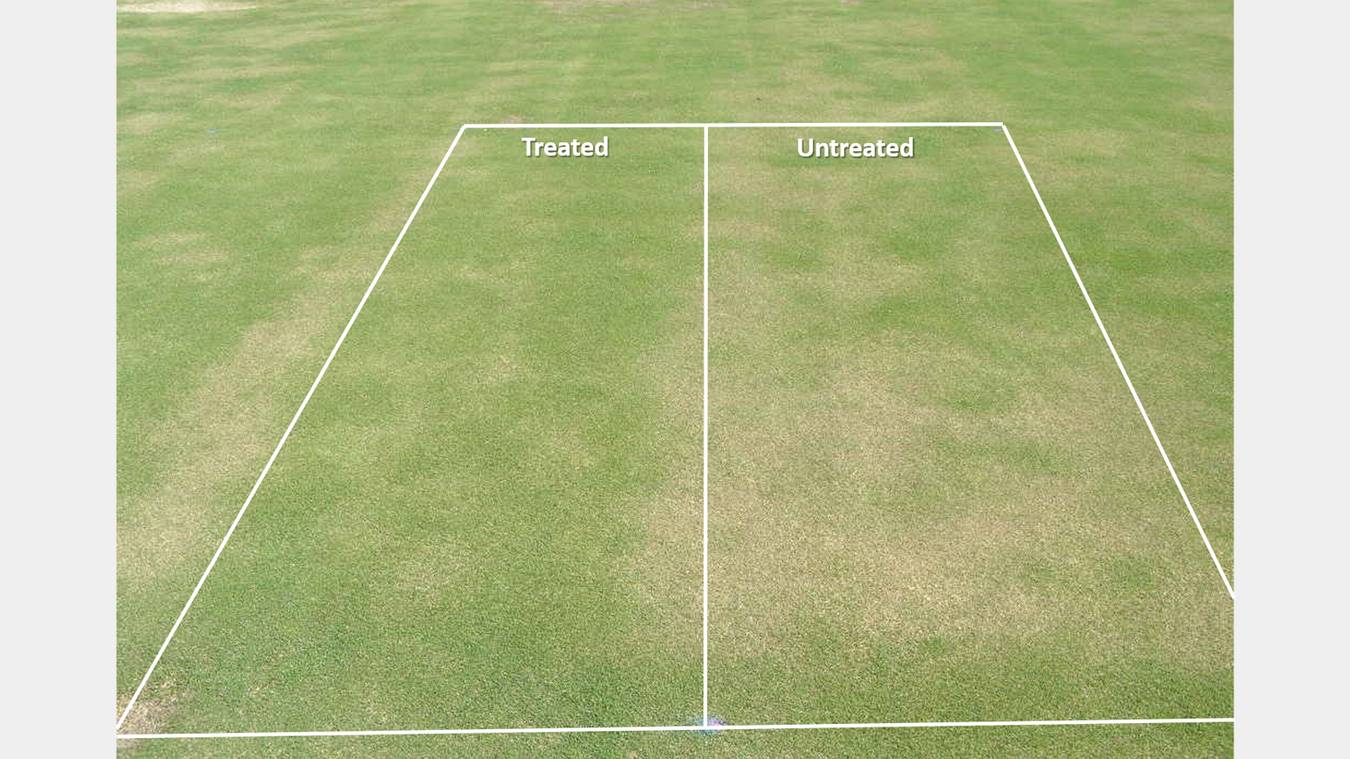 Wetting Agents And Winter Injury