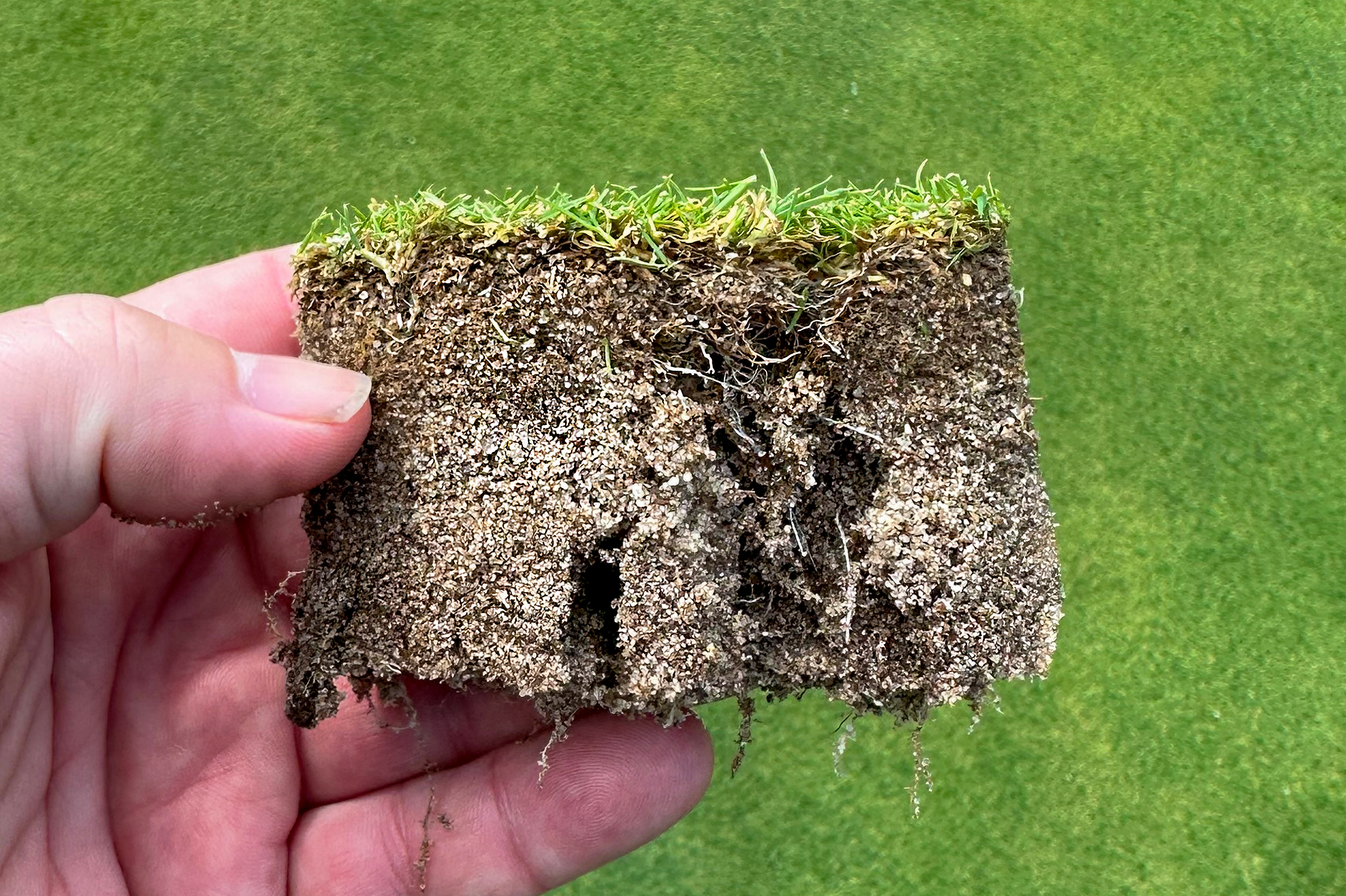 Same Roots New Year, Same Roots