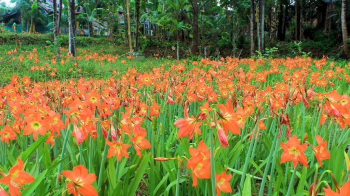 10 Tempat Wisata Taman Bunga  Terindah Di  Indonesia  