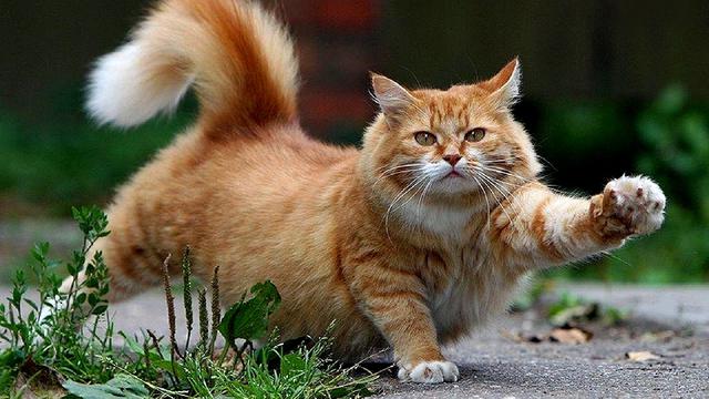 Kenali Suasana Hati Kucing dari Gerak Ekornya. Kenali Suasana Hati Kucing dari Gerak Ekornya.
