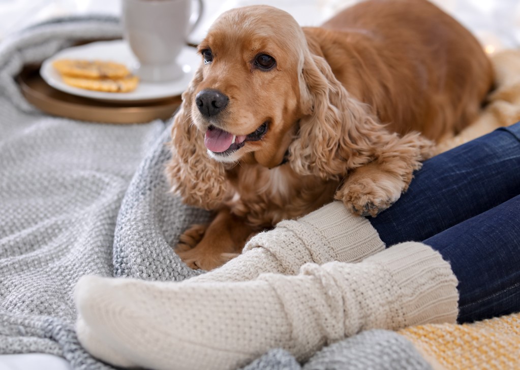 socks-and-spaniels
