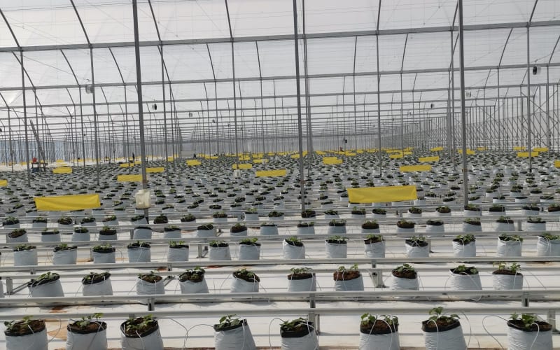 Fertilizantes especializados