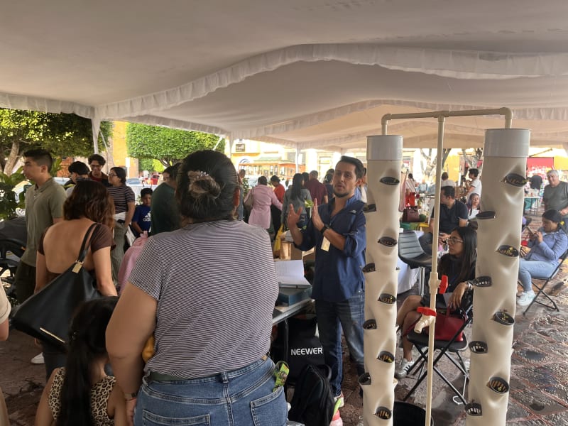 Cómo crece una planta hidropónica