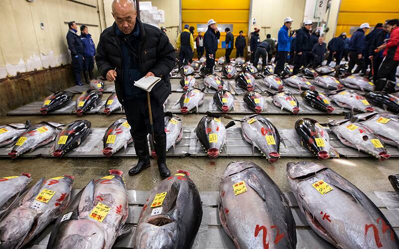 A man surveys the day's catch at the Tsukiji Fish Market in Tokyo.