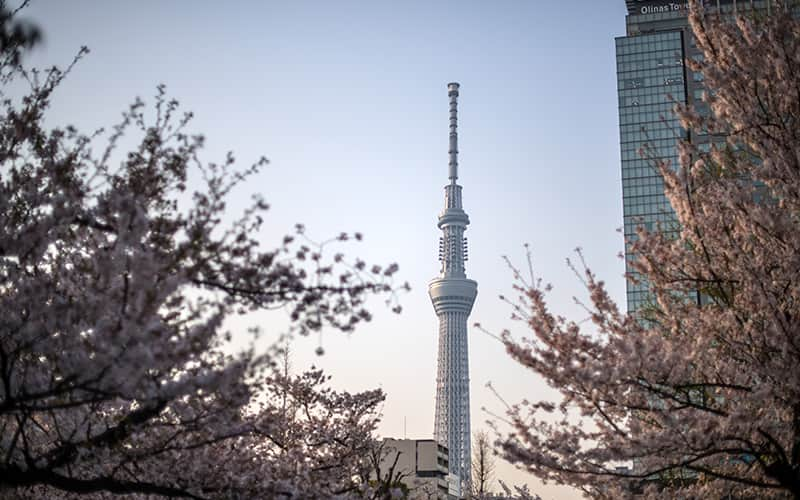 The Tokyo Skytree contrasted with cherry blossoms in the foreground.