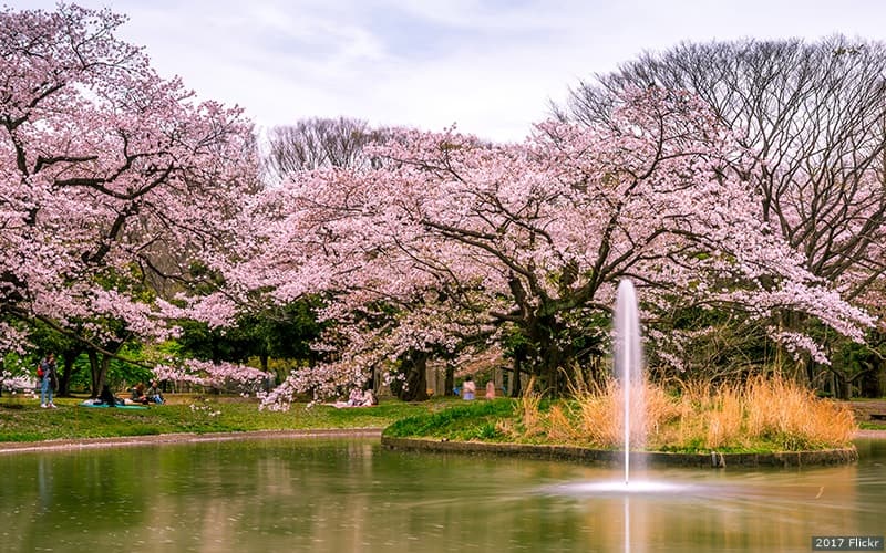 Cherry blossoms in Yoyogi Park