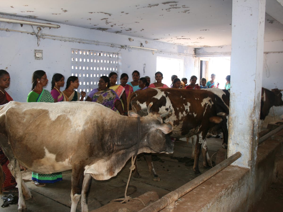 Two cows in a whitewashed shed while a group of women watch from along the wall