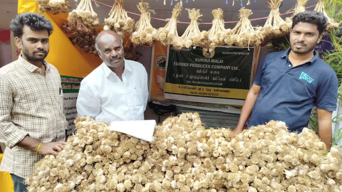 Three men standing behind a large heaped mound of harvested garlic bulbs at a stall, strings of bundled garlic hanging above them and a board naming Kurinji Malai Farmer Producer Company Limited between them