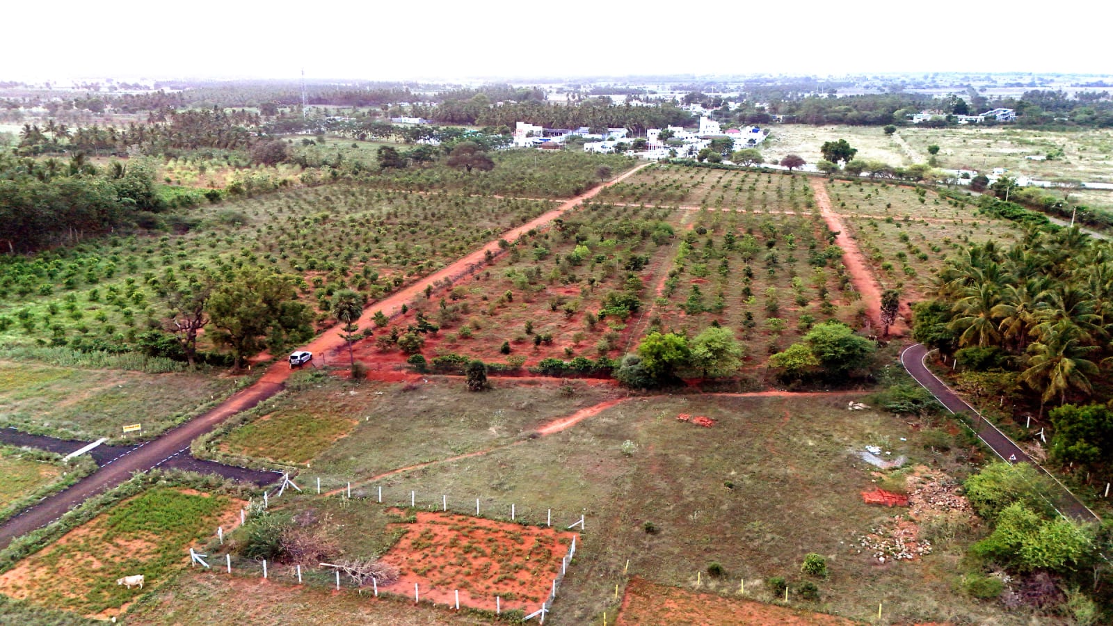 Aerial view of a young tree plantation laid out in rows across restored land near Dindigul