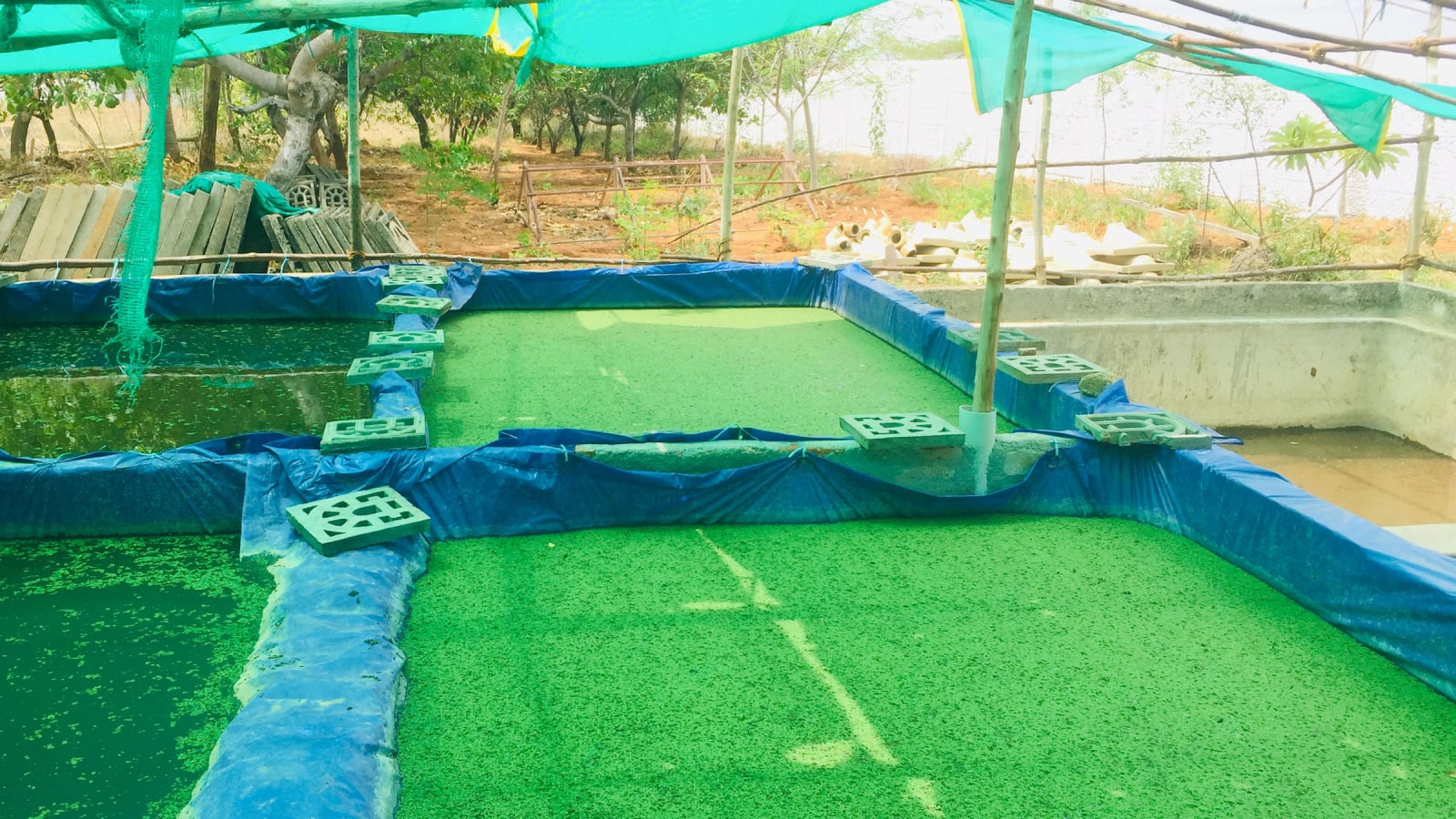 Two tarpaulin-lined ponds covered in dense green azolla under shade netting in an orchard