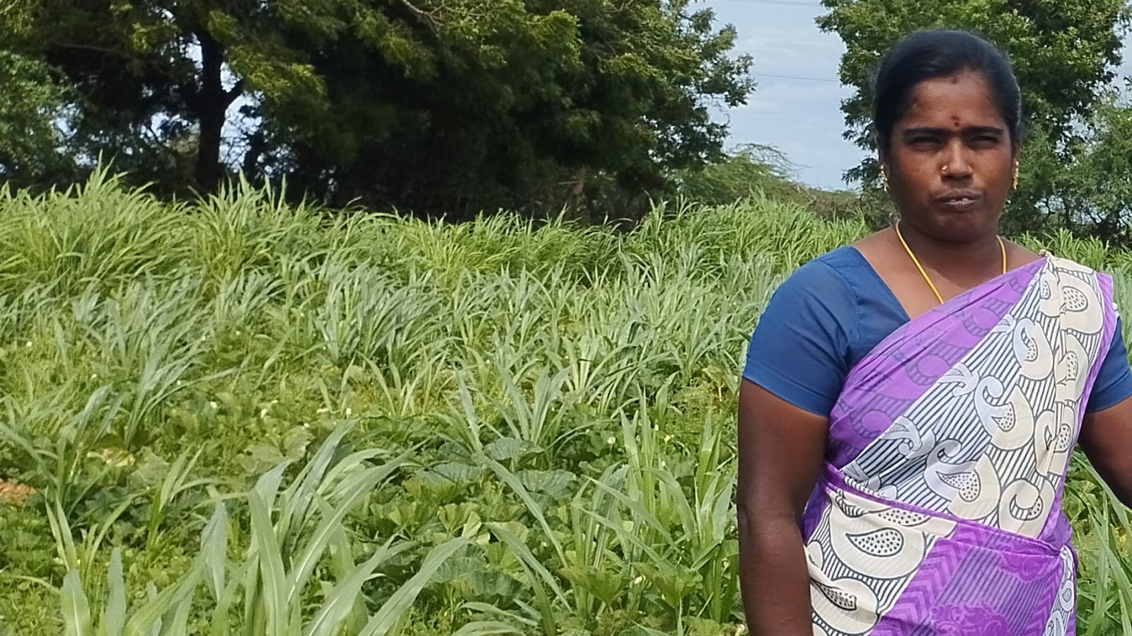 A woman farmer standing in her own stand of fodder crop, tree line and open sky behind
