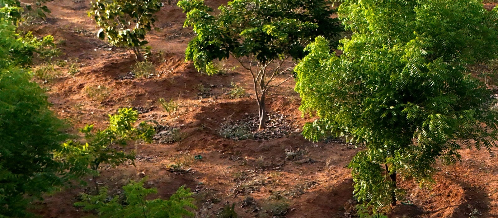 Established neem trees spread across red-soil ground on a restored plantation site