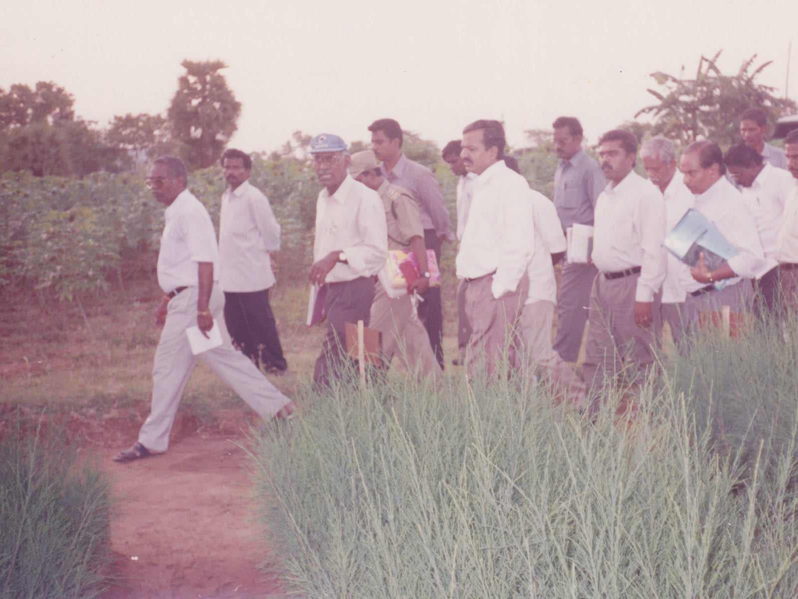A line of men in light shirts walking along the edge of a field of tall grassy crop, one crossing the path in front