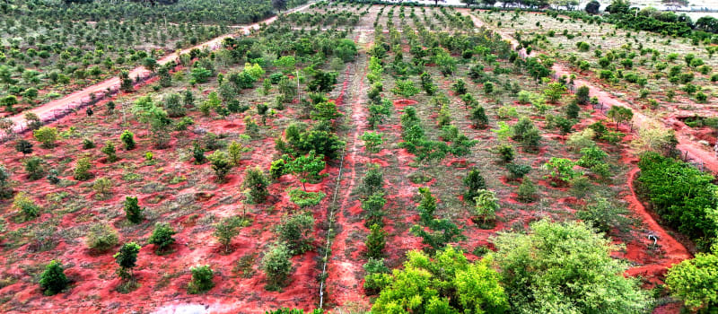 An aerial view of young trees planted in rows across red soil, with dirt tracks between the planting blocks