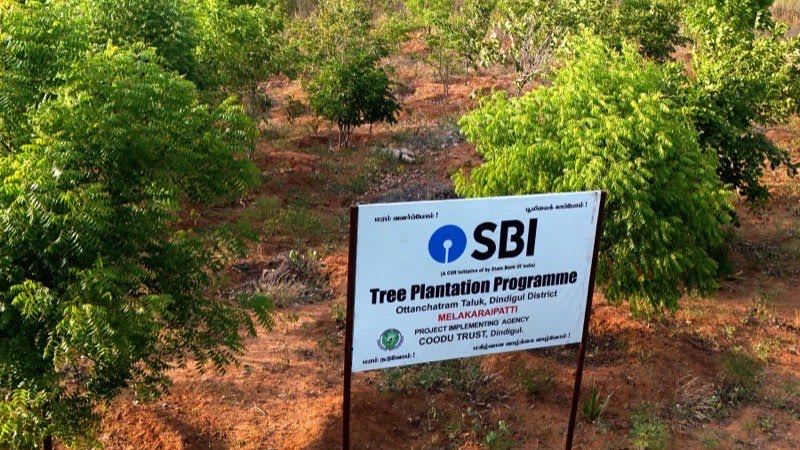 A painted board reading &lsquo;SBI Tree Plantation Programme &mdash; Project Implementing Agency COODU TRUST, Dindigul&rsquo; standing among rows of young trees on red soil