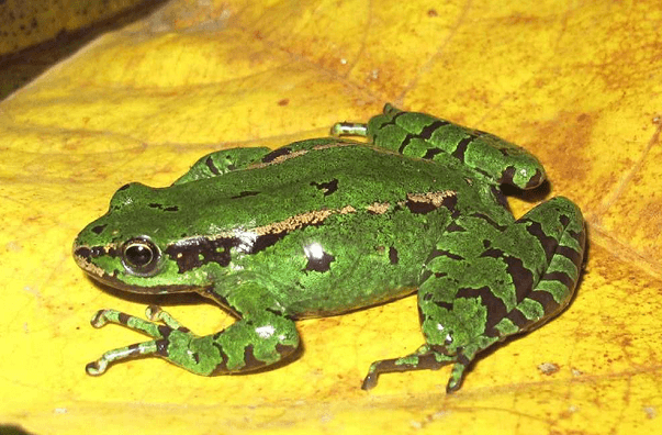 Mẫu chuẩn loài Cyrtodactylus taybacensis, mẫu cái (ảnh Phạm Văn Anh)