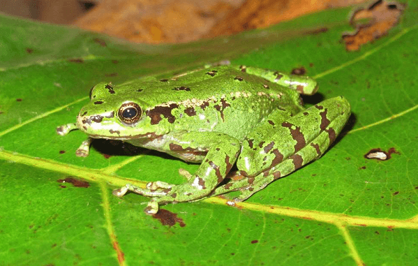 Mẫu chuẩn phụ loài Cyrtodactylus taybacensis, mẫu cái (ảnh Phạm Văn Anh)