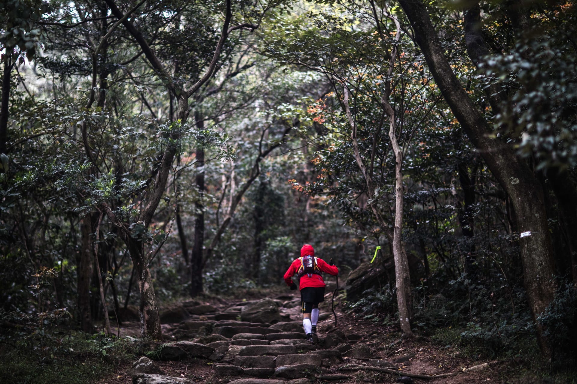 Translantau_in_the_forest