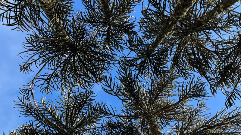 Camila Andrea ALLENDE JIMENEZ