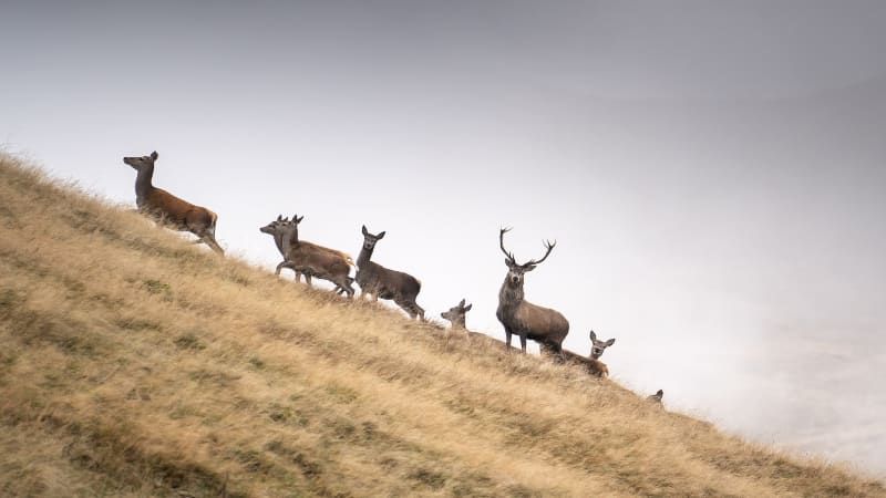 Karl Magnus WESTPHAL