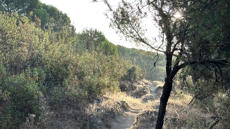 Jose M PALLARÉS AYUSO