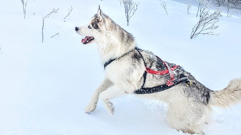 Roberto DE LAS HERAS