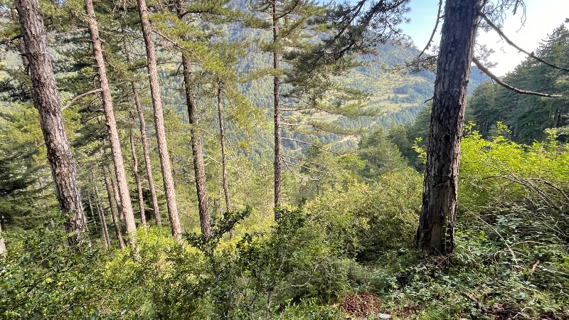 Theodoros LEPTOURGOPOULOS