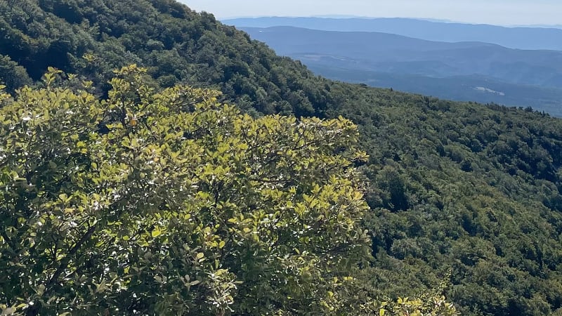 Kevin VANDERMEERSCHEN