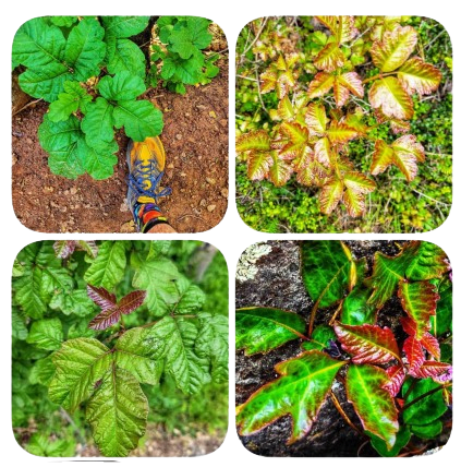Poison Oak Warning