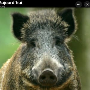 Yoann CHRETIEN avatar