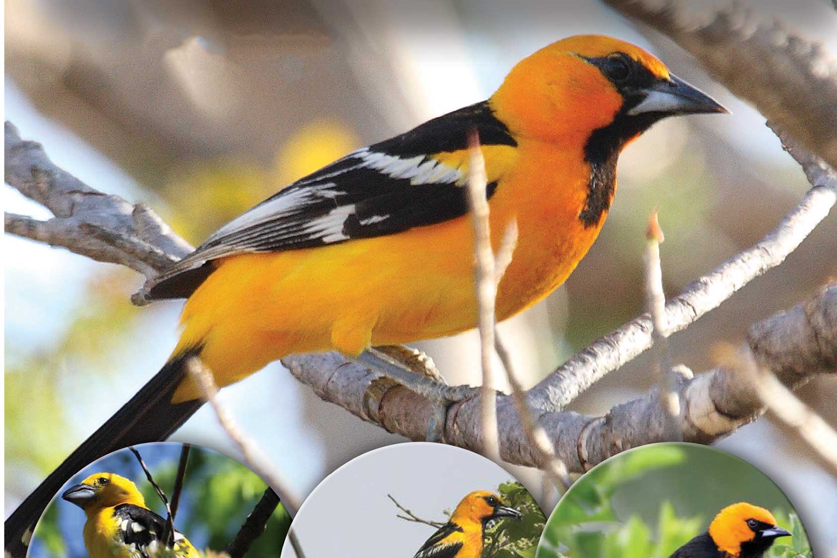 Descubren primer especie de ave tóxica reportada para Centroamérica