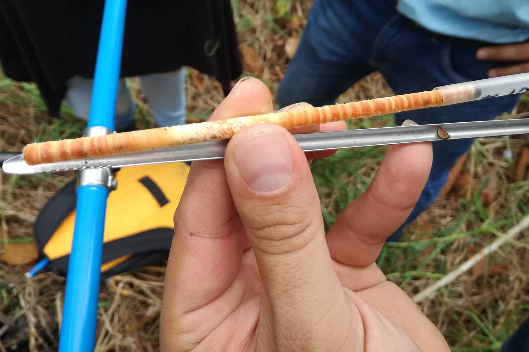 Dendrocronología: Cuando los árboles nos cuentan su historia