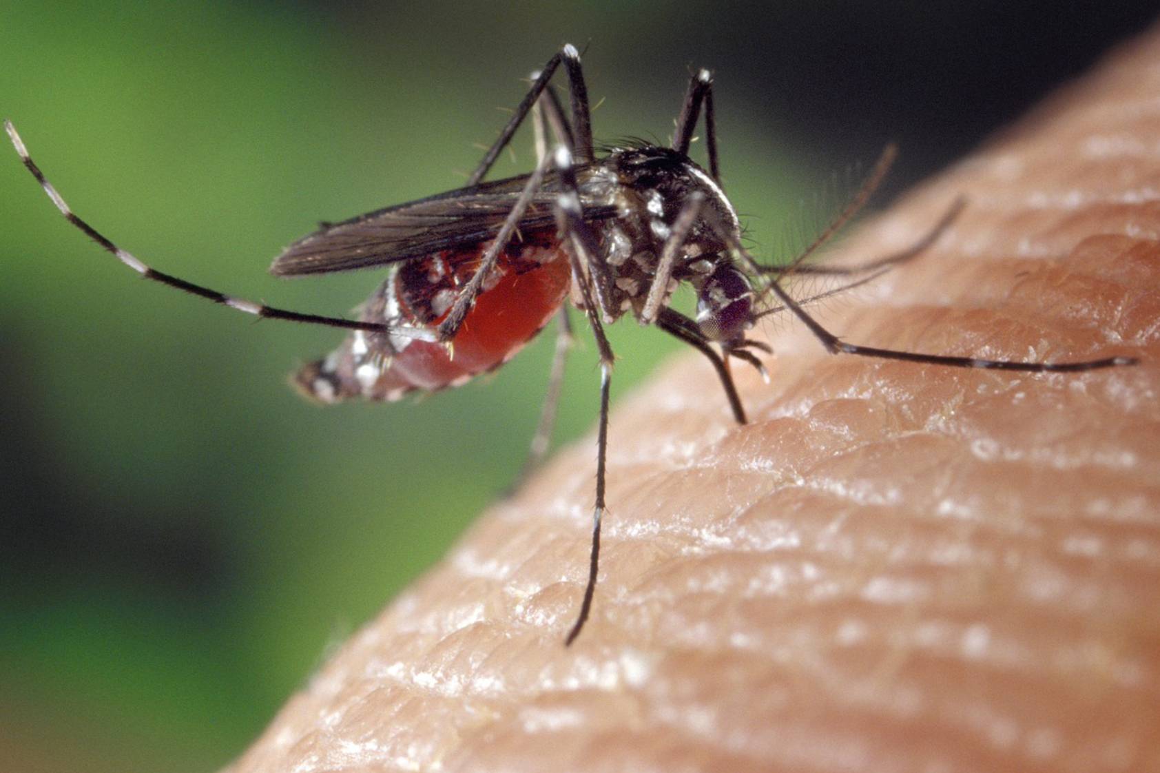 Silenciar genes: ¿es la clave para eliminar la malaria en Guatemala?