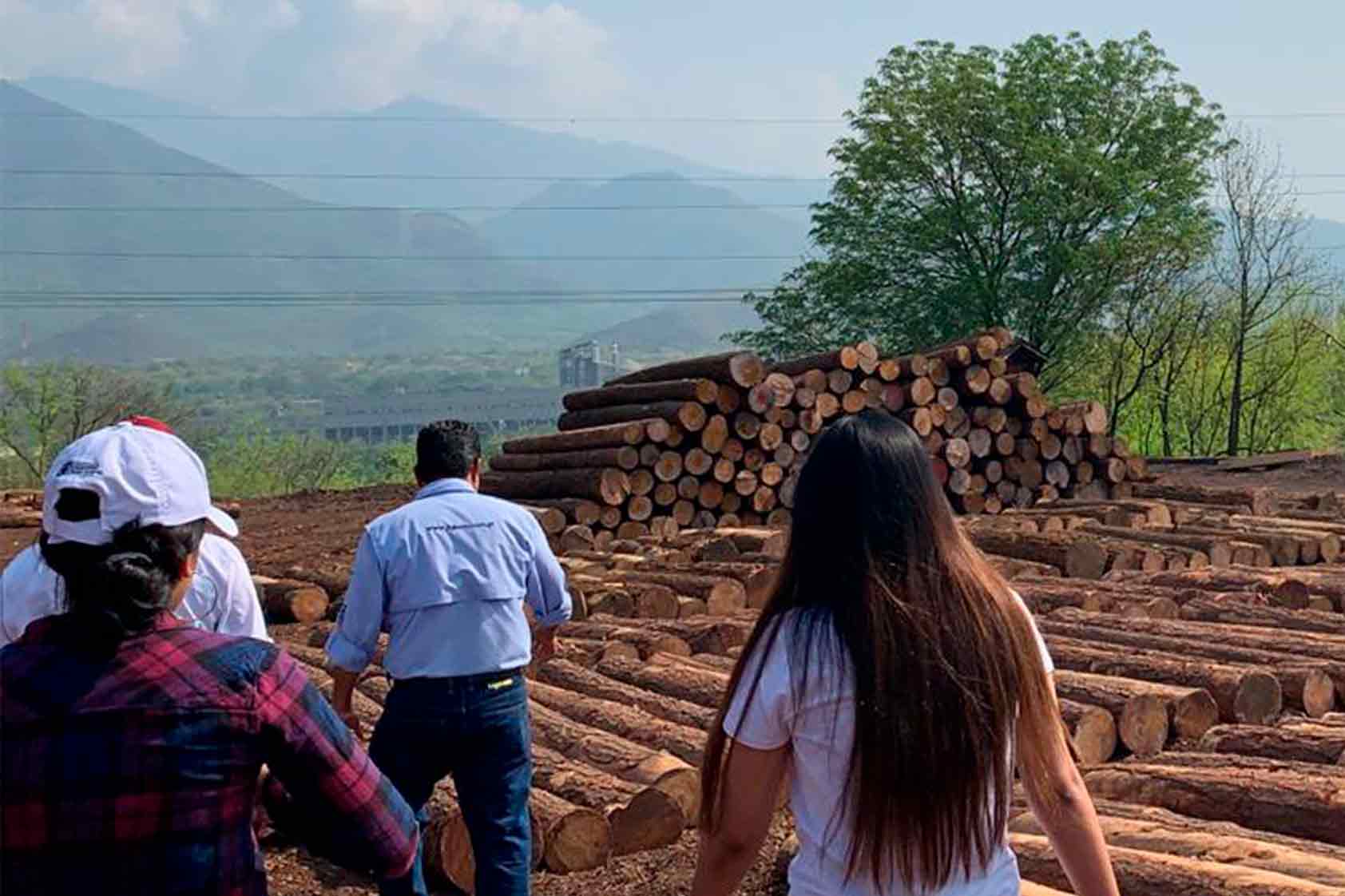 ¿Cómo se trata la madera? Nuestros estudiantes te lo cuentan