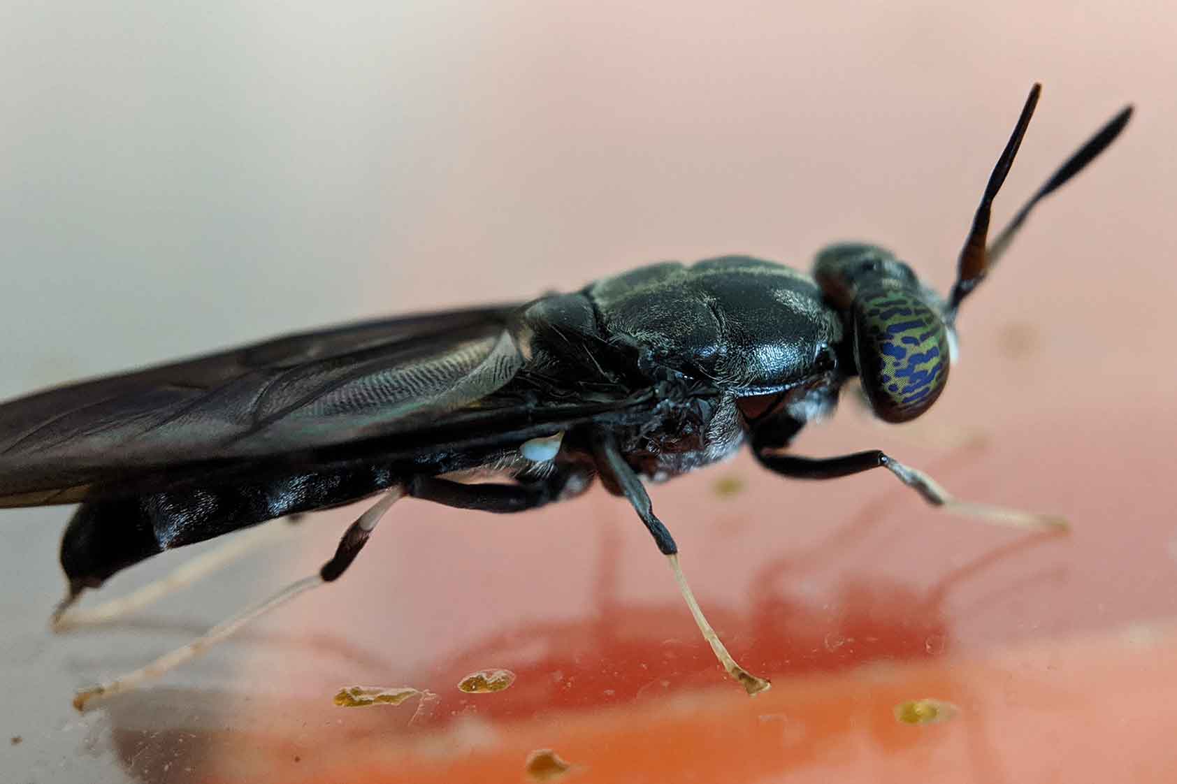 Nüfood: el proyecto sobre la mosca soldado que aprendió de sus fracasos