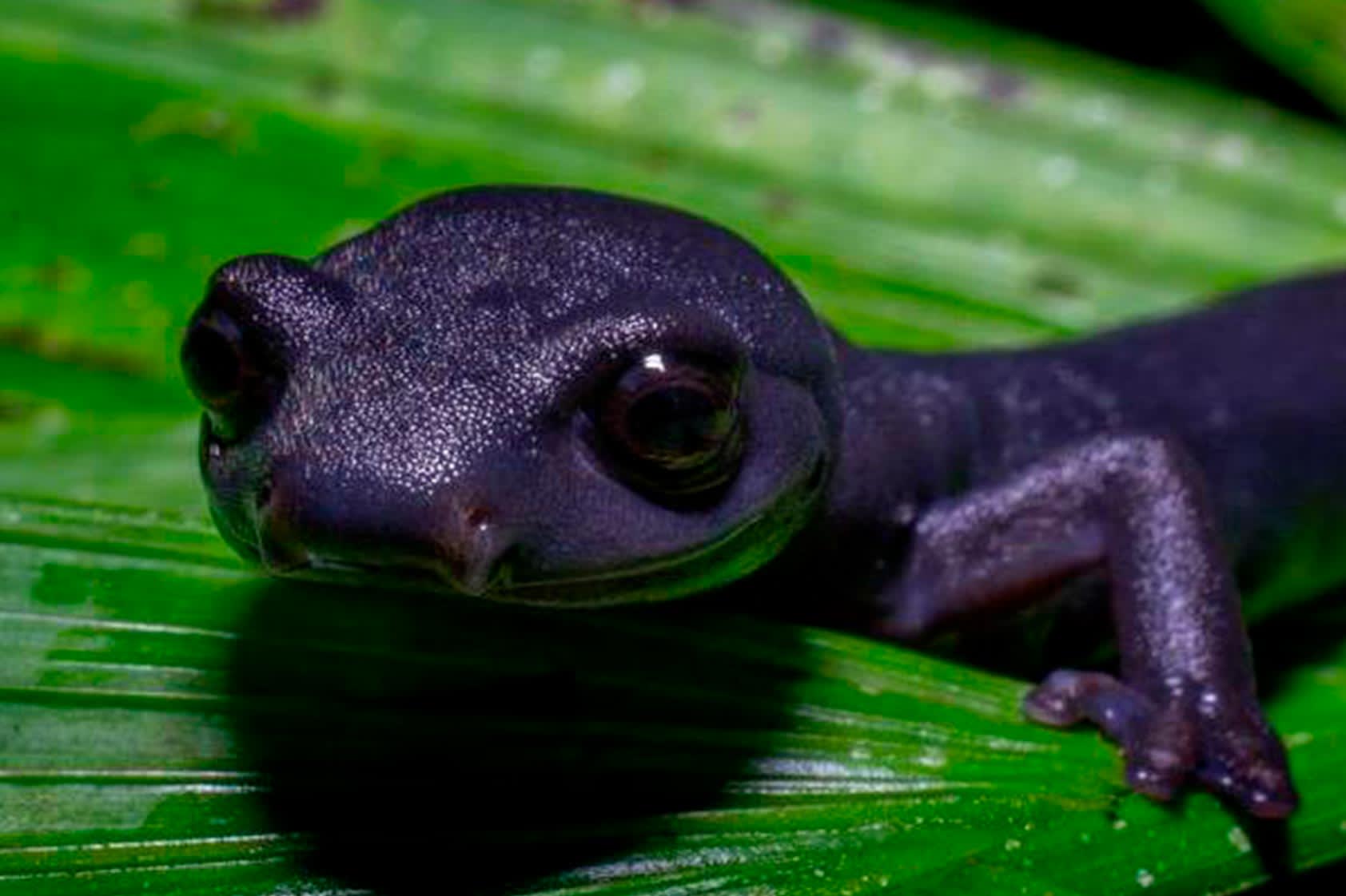 10 datos de cómo descubrimos y reconocimos la salamandra  Bolitoglossa Qeqom