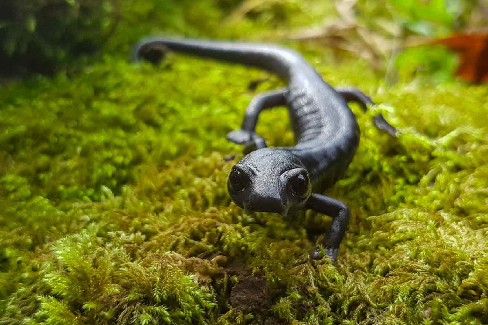 salamandra morada y amarilla