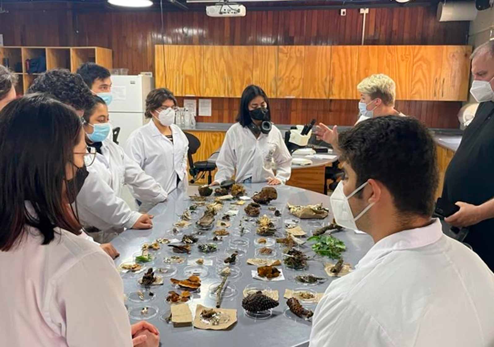 Damos un paso adelante en la investigación de hongos con propiedades medicinales Damos un paso adelante en la investigación de hongos con propiedades medicinales