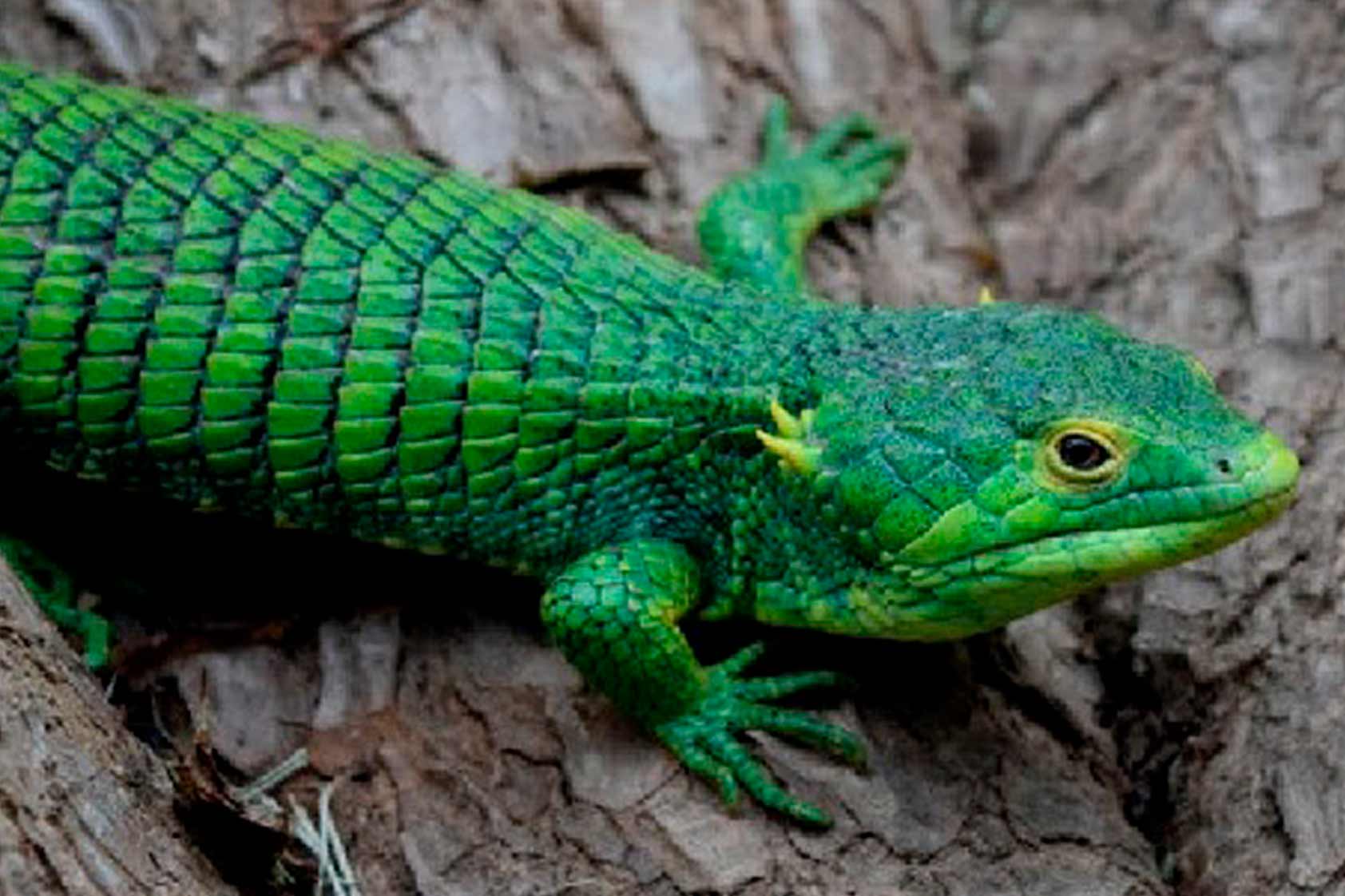 La Abronia Anzuetoi: un descubrimiento después de 50 años