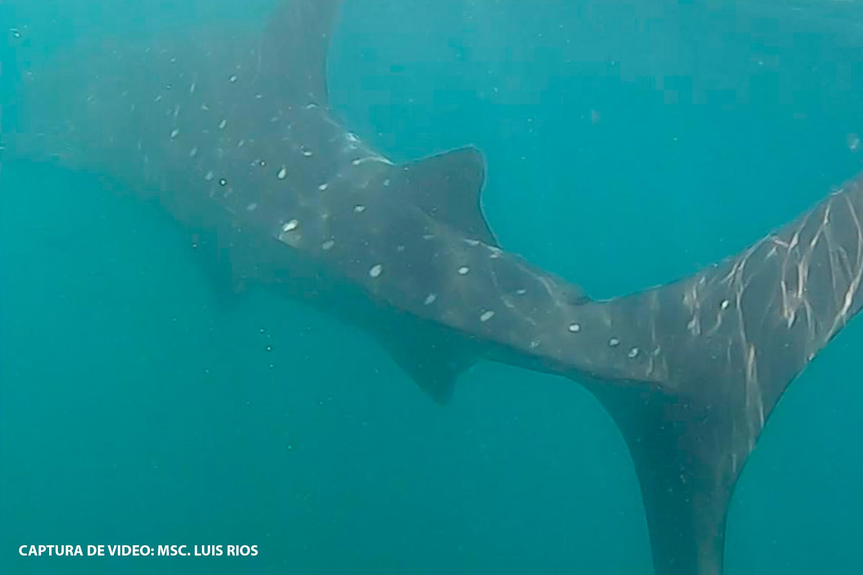 Un tiburón ballena fue grabado por nuestros estudiantes Un tiburón ballena fue grabado por nuestros estudiantes