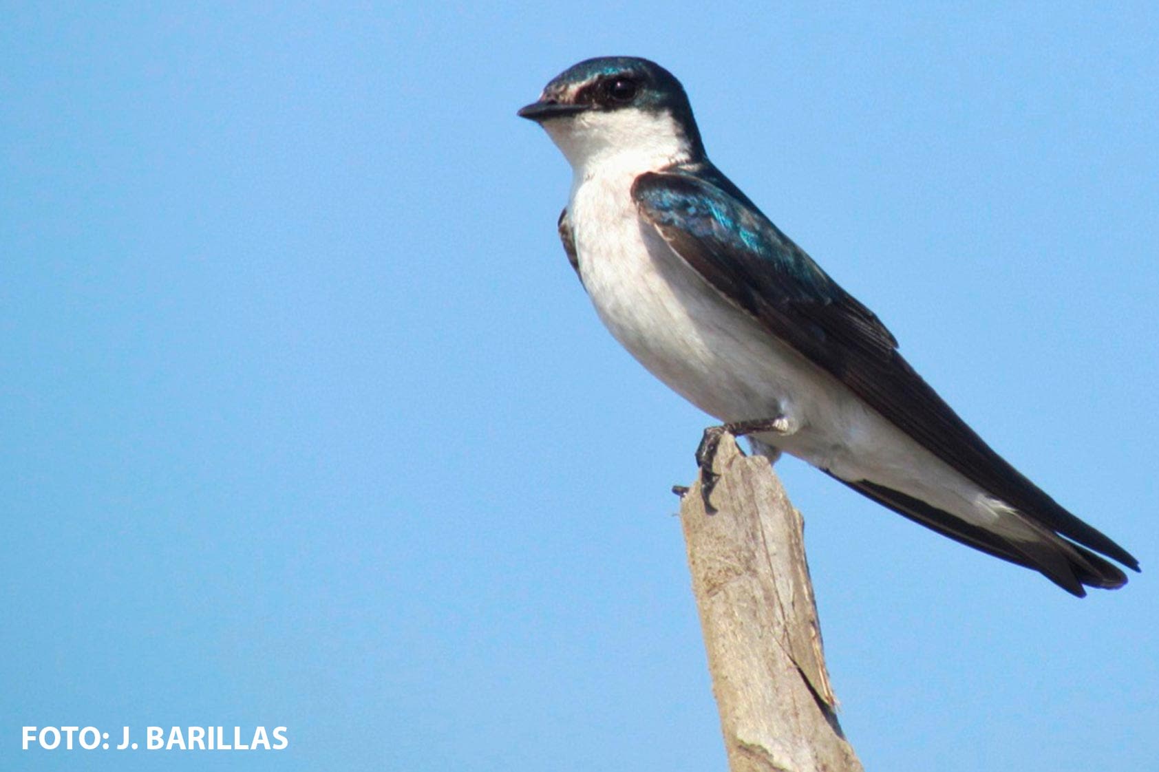 Ornitologia: la aventura y la importancia de conocer las aves Ornitologia: la aventura y la importancia de conocer las aves