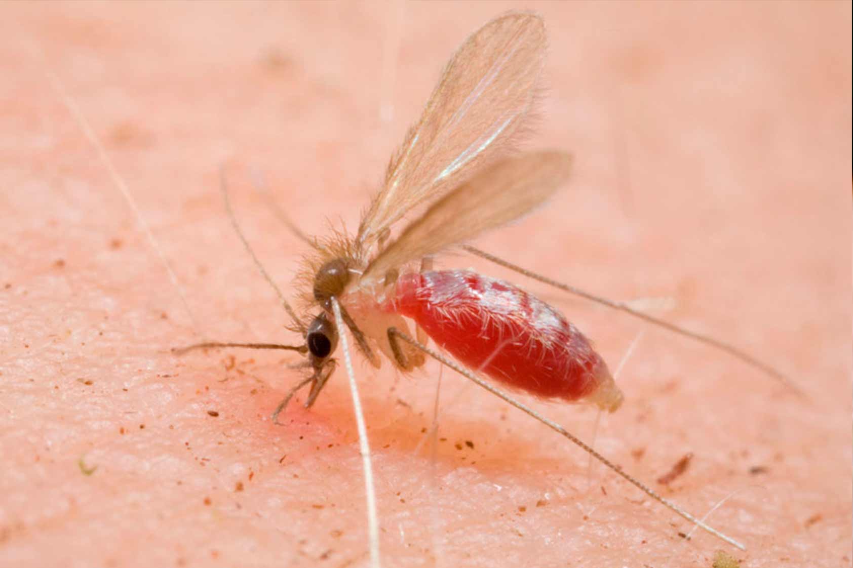 Conociendo la Leishmaniasis cutánea o Úlcera del chiclero en Guatemala